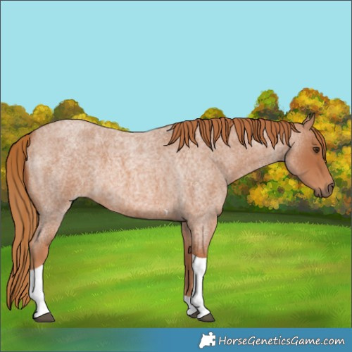 Horse Color:Red Roan Tobiano 