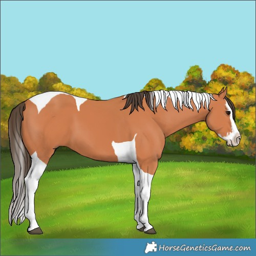 Horse Color:Bay Splash Tobiano 