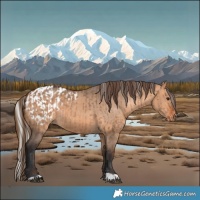 Horse Color:Silver Brown Dun  and Bay Dun Appaloosa 