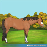 Horse Color:Bay 