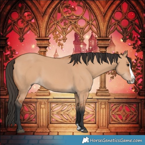 Horse Color:Bay Dun Splash 