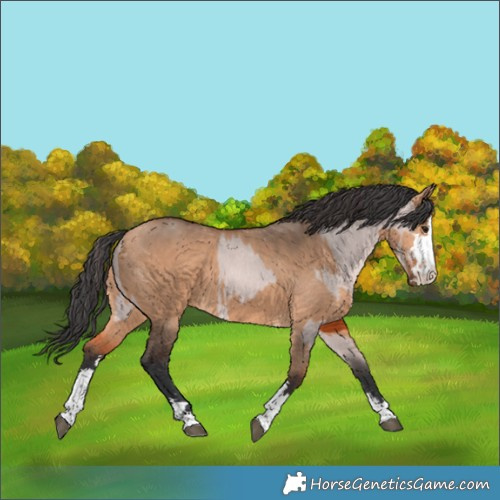 Horse Color:Platinum Bay Dun and Platinum Bay Dun