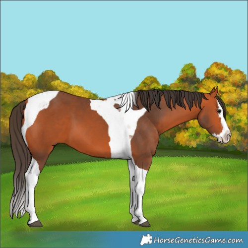 Horse Color:Bay Splash Tobiano 