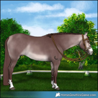 Horse Color:Platinum Chocolate Buckskin 