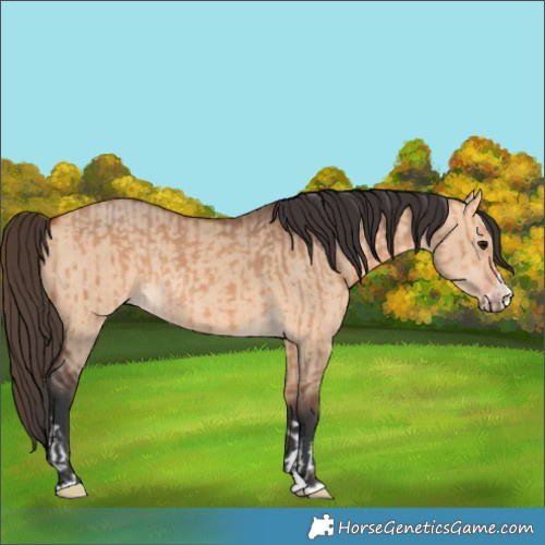 Horse Color:Bay Dun and Bay Dun Splash