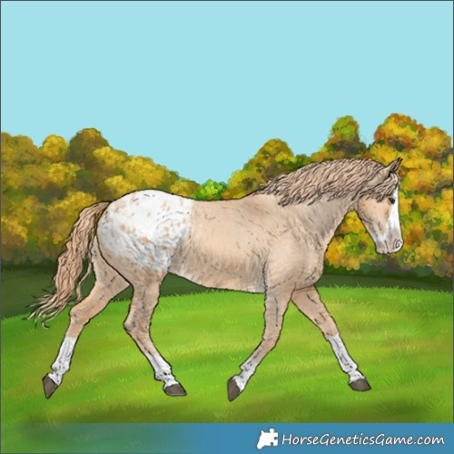 Horse Color:Red Dun Splash Appaloosa 