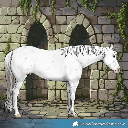 Horse Color:White Spotted Liver Chestnut 