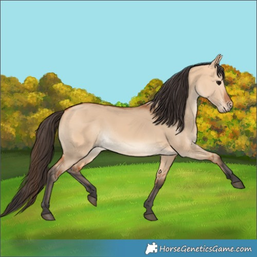 Horse Color:Bay Dun 