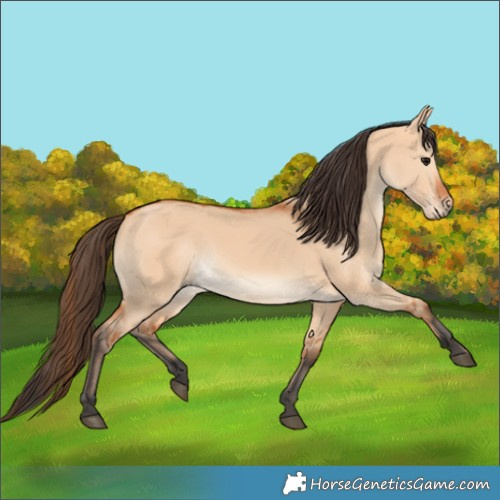 Horse Color:Bay Dun 