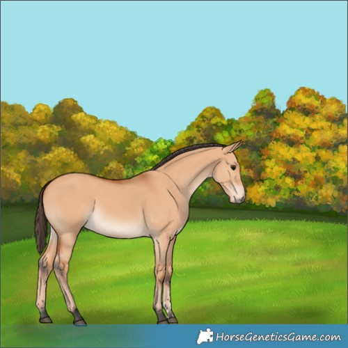 Horse Color:Bay Dun