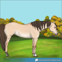 Horse Color:Bay Dun