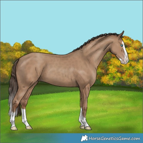 Horse Color:Classic Champagne Splash 