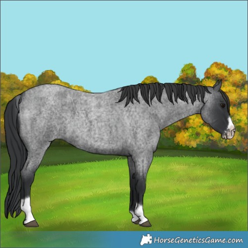 Horse Color:Blue Roan Tobiano Frame 