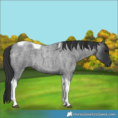 Horse Color:Blue Roan Tobiano