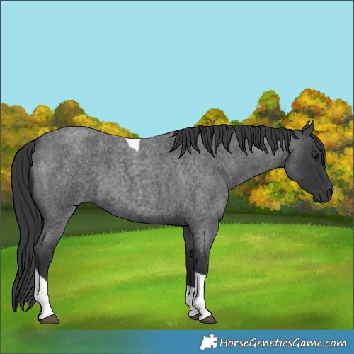 Horse Color:Blue Roan Tobiano