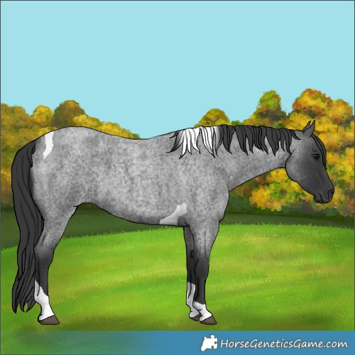 Horse Color:Blue Roan Tobiano 