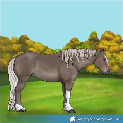 Horse Color:Silver Black Tobiano 