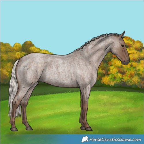 Horse Color:Silver Blue Roan