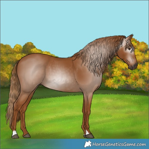 Horse Color:Gray Chestnut