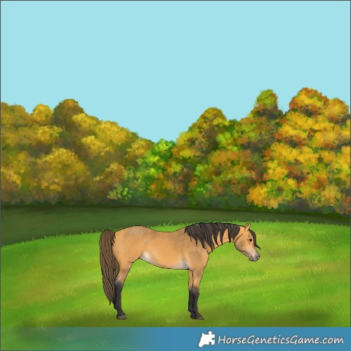 Horse Color:Buckskin
