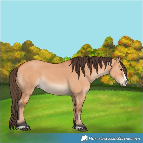 Horse Color:Bay Dun Frame 