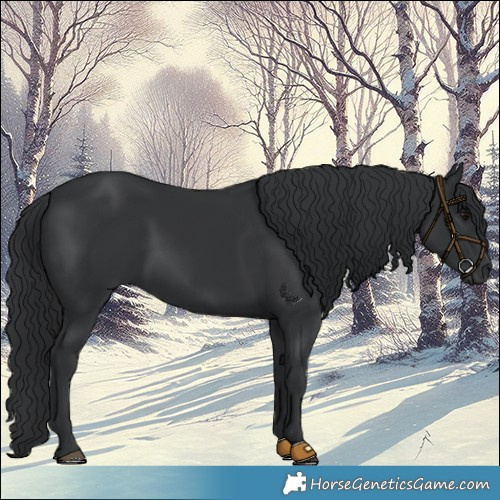 Horse Color:Black 