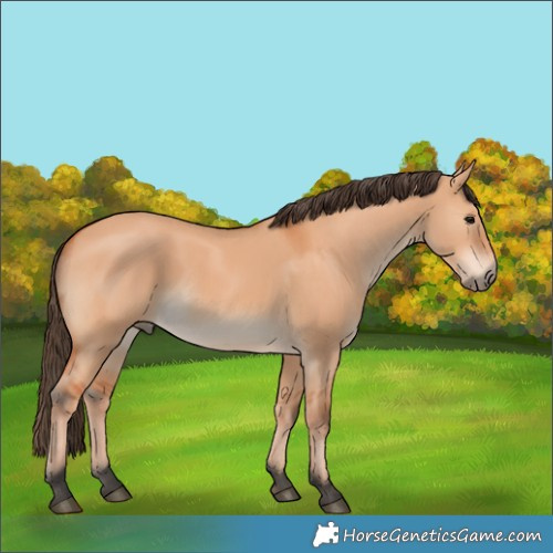 Horse Color:Bay Dun