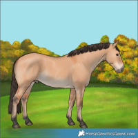 Horse Color:Bay Dun