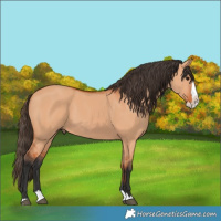 Horse Color:Bay Dun Splash