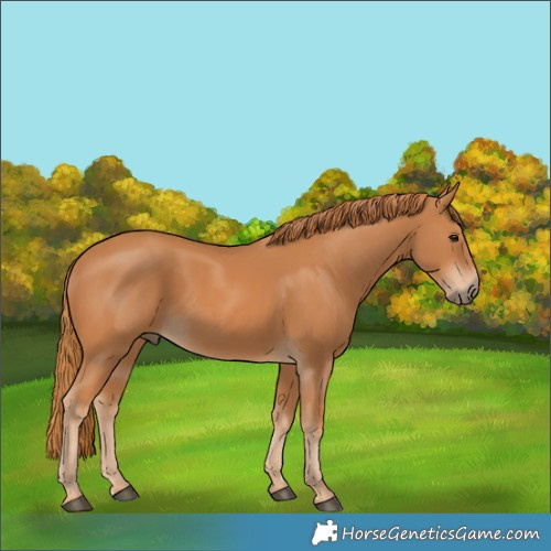 Horse Color:Chestnut 