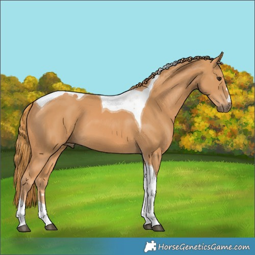 Horse Color:Chestnut Tobiano 