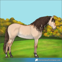 Horse Color:Bay Dun 