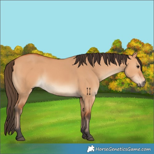 Horse Color:Bay Dun 