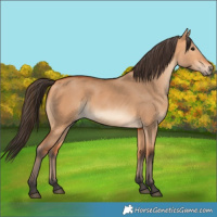 Horse Color:Bay Dun 