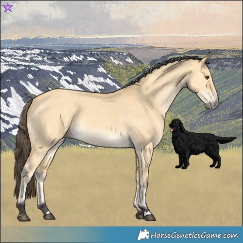 Horse Color:Buckskin Dun 