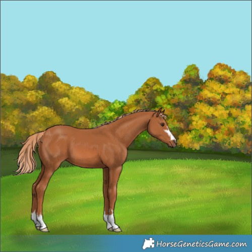 Horse Color:Chestnut 