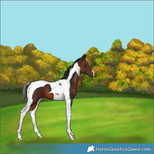Horse Color:Brown Tobiano 