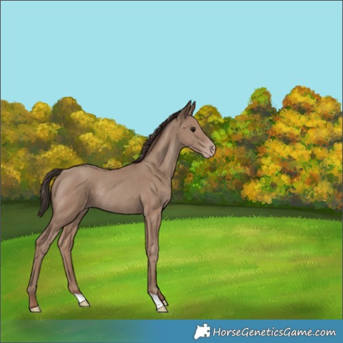 Horse Color:Classic Champagne Rabicano
