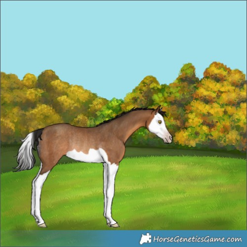 Horse Color:Gray Amber Champagne Splash Rabicano 
