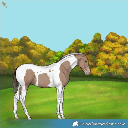 Horse Color:Classic Champagne Tobiano