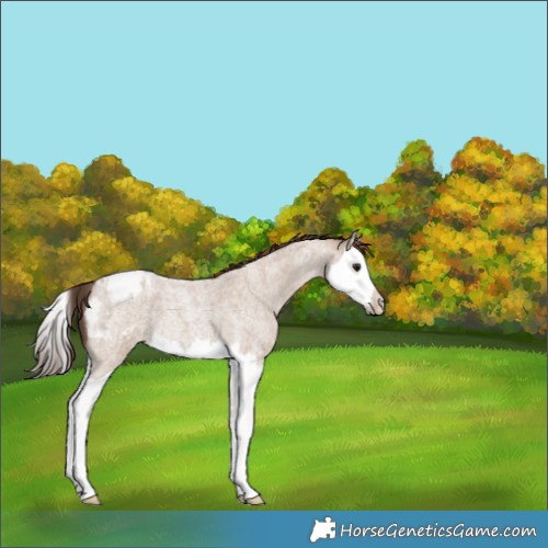 Horse Color:Classic Champagne Roan Splash Appaloosa 