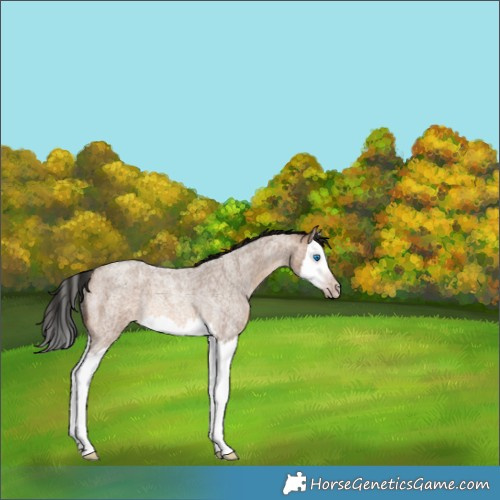 Horse Color:Gray Amber Champagne Roan Splash Rabicano 