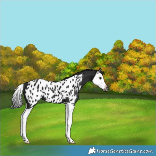 Horse Color:Gray Smoky Black Splash Appaloosa 