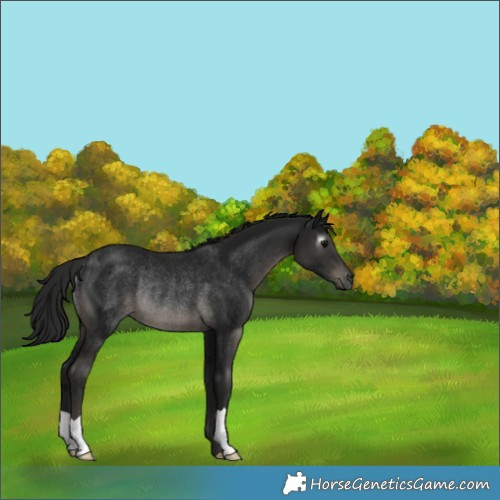Horse Color:Gray Black Rabicano 