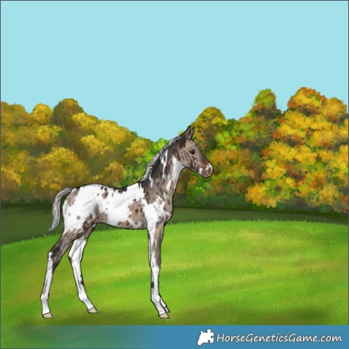Horse Color:White Spotted Silver Brown Dun Mushroom Blanket Brindle