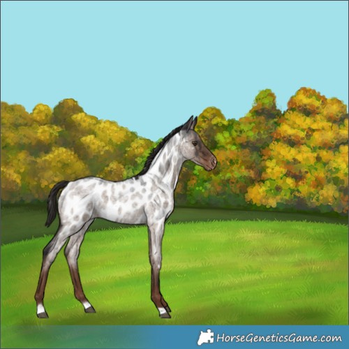 Horse Color:Liver Red Dun Roan Appaloosa Brindle 