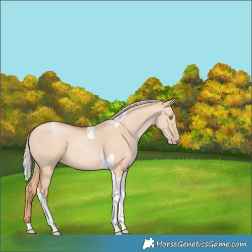 Horse Color:Silver Classic Champagne Dun Tobiano