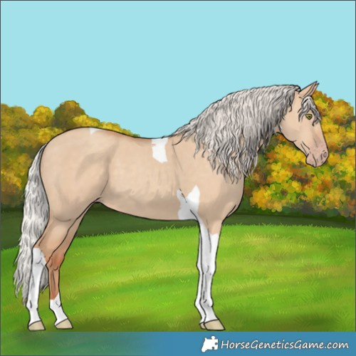 Horse Color:Silver Classic Champagne Dun Tobiano 