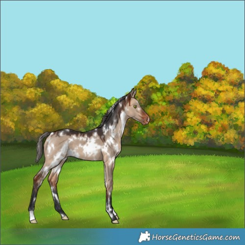 Horse Color:White Spotted Bay Dun Varnish