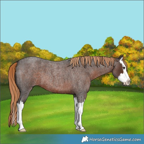 Horse Color:Liver Red Roan Splash 